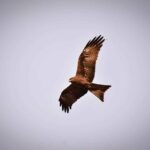 mvignesh410-animal-5214663_1280 (1)